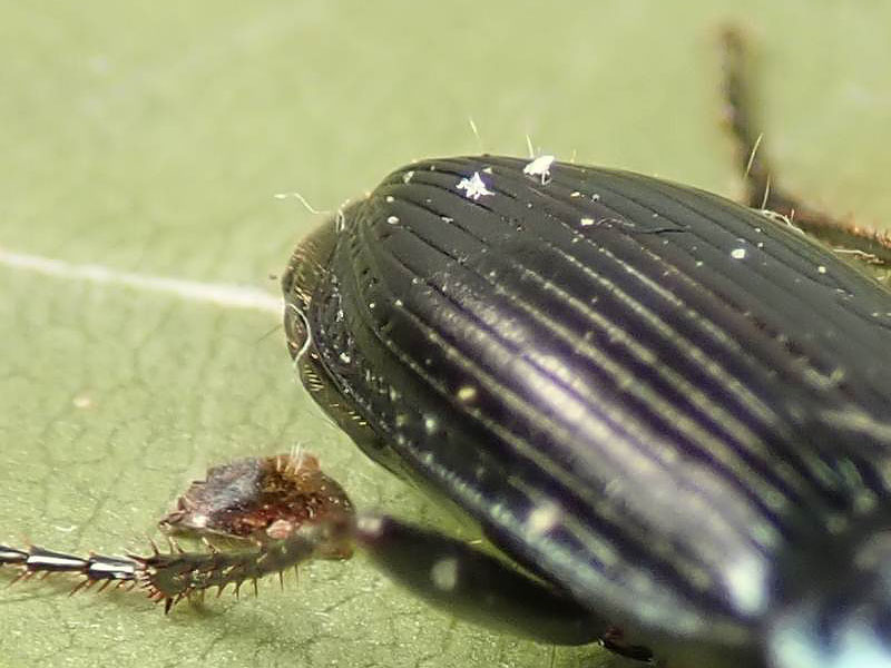 Carabidae: Harpalus anxius ?? No, Harpalus dimidiatus